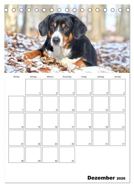 Produktbild: Entlebucher Sennenhunde begleiten Sie durch das Jahr (Tischkalender 2026 DIN A5 hoch), CALVENDO Monatskalender