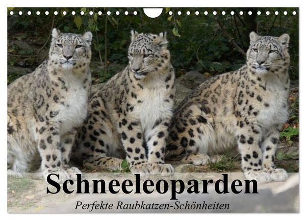 Schneeleoparden. Perfekte Raubkatzen-Schönheiten (Wandkalender 2026 DIN A4 quer), CALVENDO Monatskalender