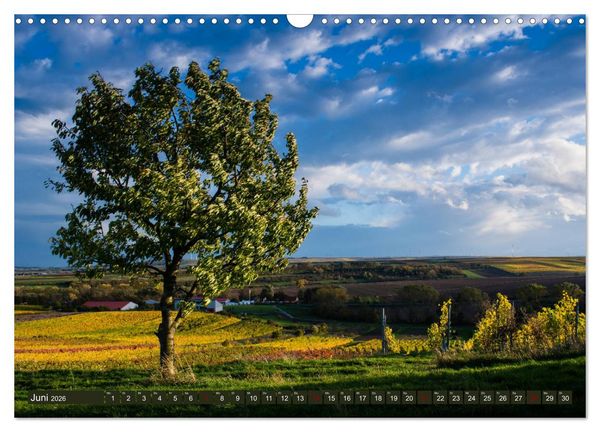 Produktbild: Wein - Landschaften (Wandkalender 2026 DIN A3 quer), CALVENDO Monatskalender