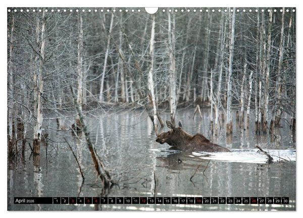 Produktbild: MOOSE Of The Northern Woods (Wall Calendar 2026 DIN A3 landscape), CALVENDO 12 Month Wall Calendar
