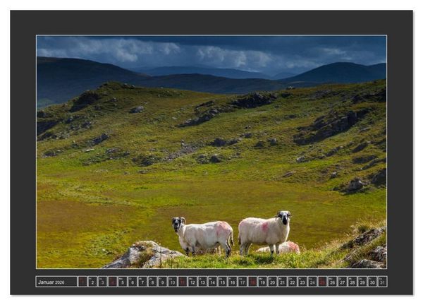 Produktbild: IRLAND - Insel der gl&uuml;cklichen Schafe (hochwertiger Premium Wandkalender 2026 DIN A2 quer), Kunstdruck in Hochglanz
