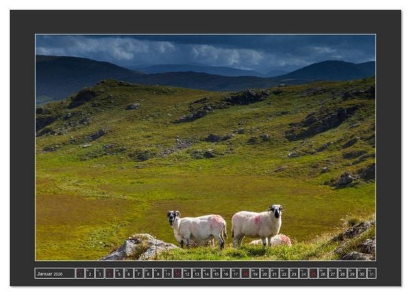 Produktbild: IRLAND - Insel der gl&uuml;cklichen Schafe (Wandkalender 2026 DIN A2 quer), CALVENDO Monatskalender
