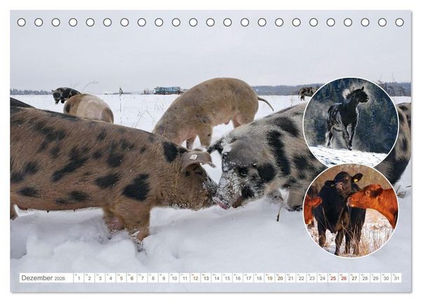 Produktbild: Weidetiere - Landschaftsgestalter seit Jahrhunderten (Tischkalender 2026 DIN A5 quer), CALVENDO Monatskalender