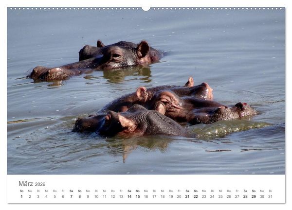 Produktbild: Afrika - Tiere im Kr&uuml;ger Nationalpark (hochwertiger Premium Wandkalender 2026 DIN A2 quer), Kunstdruck in Hochglanz