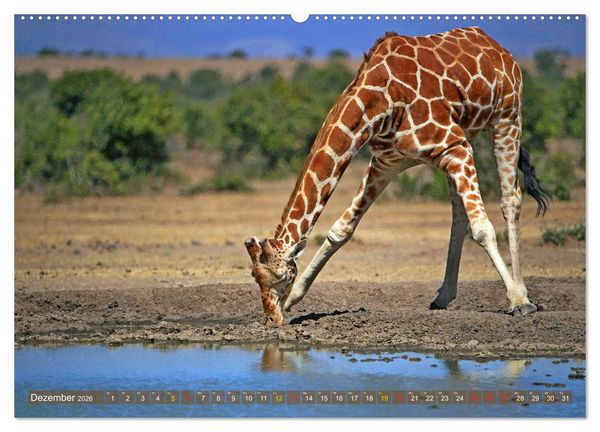 Produktbild: Giraffen - Sanftheit und Anmut (hochwertiger Premium Wandkalender 2026 DIN A2 quer), Kunstdruck in Hochglanz