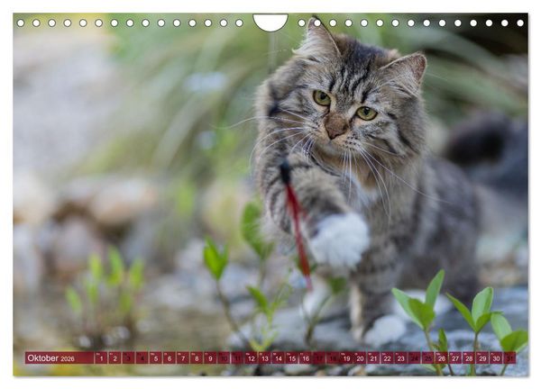 Produktbild: Maui und Molokai - Sibirische Katzenschwestern (Wandkalender 2026 DIN A4 quer), CALVENDO Monatskalender