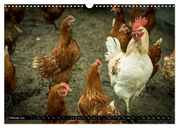 Produktbild: H&uuml;hner in meinem Garten (Wandkalender 2026 DIN A3 quer), CALVENDO Monatskalender