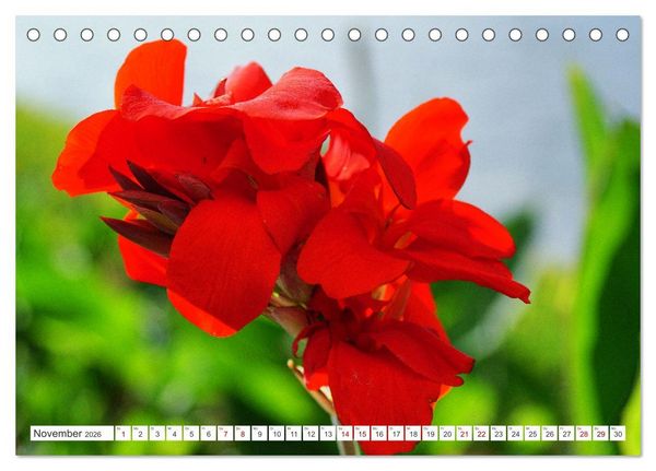 Produktbild: Asiatische Blumenpracht (Tischkalender 2026 DIN A5 quer), CALVENDO Monatskalender