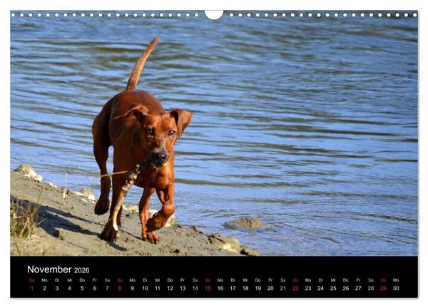 Produktbild: Deutscher Pinscher (Wandkalender 2026 DIN A3 quer), CALVENDO Monatskalender