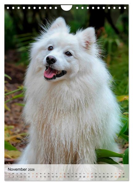 Produktbild: Hunde - treu und ehrlich (Wandkalender 2026 DIN A4 hoch), CALVENDO Monatskalender