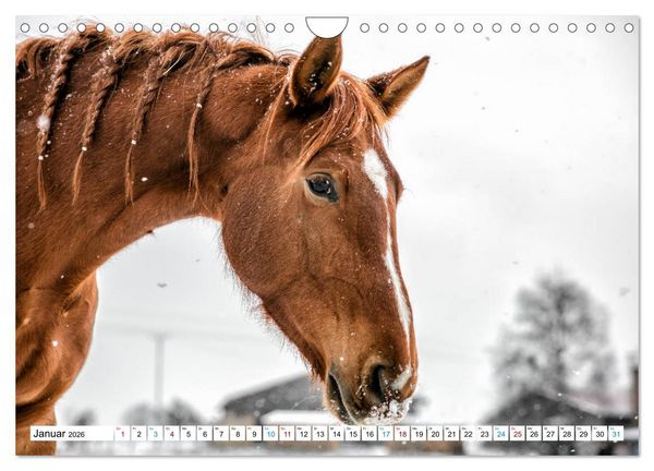 Produktbild: Durch das Jahr mit der Trakehner-Stute Fleur (Wandkalender 2026 DIN A4 quer), CALVENDO Monatskalender