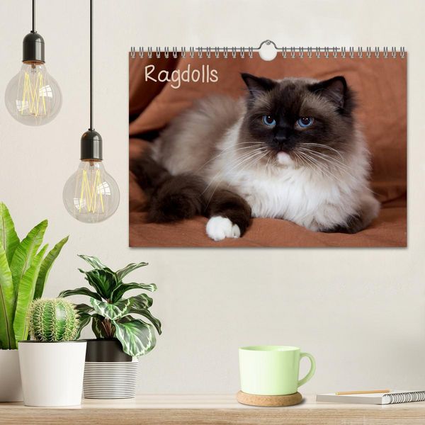 Produktbild: Ragdolls (Wandkalender 2026 DIN A4 quer), CALVENDO Monatskalender
