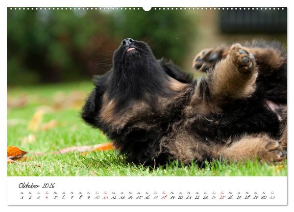 Produktbild: Deutscher Sch&auml;ferhund - Welpen / CH-Version (Wandkalender 2026 DIN A2 quer), CALVENDO Monatskalender