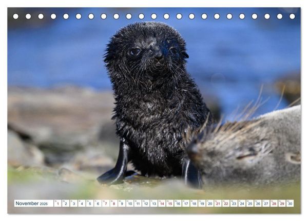 Produktbild: S&uuml;dgeorgien - Abgelegenes Naturparadies (Tischkalender 2026 DIN A5 quer), CALVENDO Monatskalender