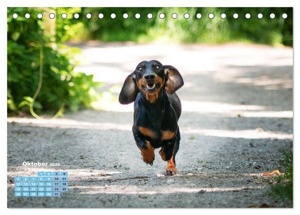 Produktbild: Geliebte Dackel (Tischkalender 2026 DIN A5 quer), CALVENDO Monatskalender