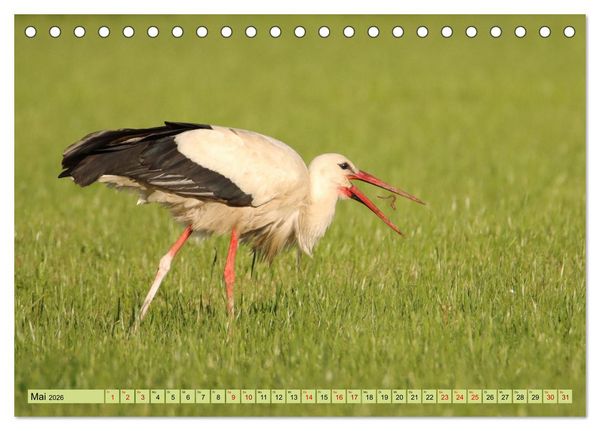 Produktbild: Heimische V&ouml;gel - Im Wald, im Garten und auf der Wiese (Tischkalender 2026 DIN A5 quer), CALVENDO Monatskalender
