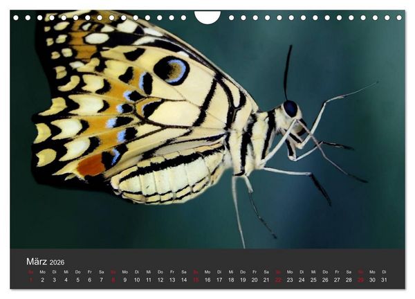 Produktbild: Schmetterlinge (Wandkalender 2026 DIN A4 quer), CALVENDO Monatskalender