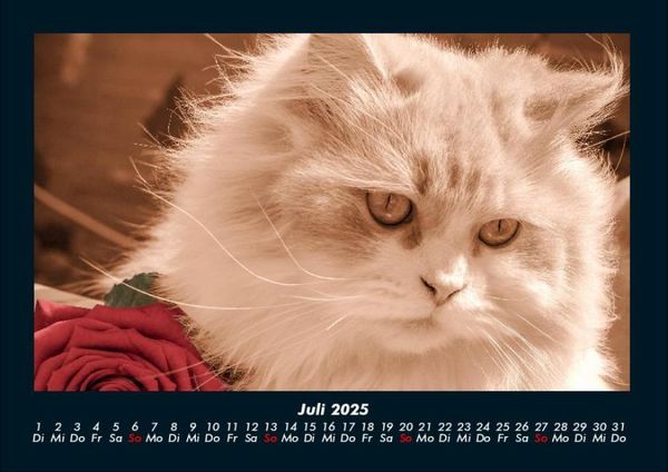Produktbild: F&uuml;r Katzenfreunde 2025 Fotokalender DIN A4