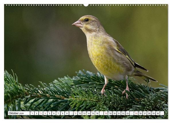 Produktbild: Heimische Gartenv&ouml;gel (hochwertiger Premium Wandkalender 2026 DIN A2 quer), Kunstdruck in Hochglanz