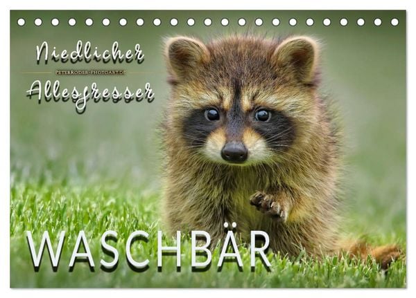 Produktbild: Waschb&auml;r - Niedlicher Allesfresser (Tischkalender 2026 DIN A5 quer), CALVENDO Monatskalender