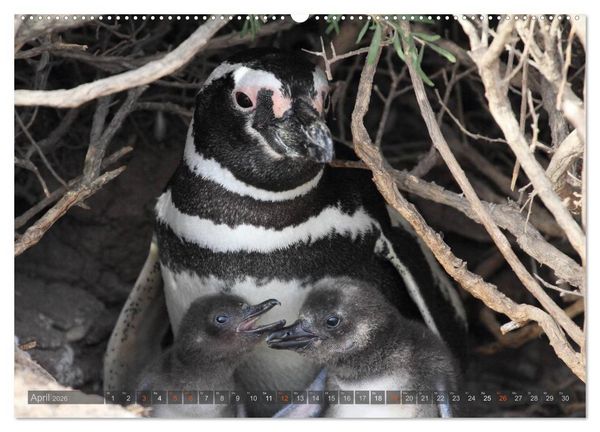 Produktbild: Pinguine in Patagonien (hochwertiger Premium Wandkalender 2026 DIN A2 quer), Kunstdruck in Hochglanz