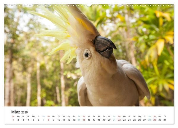 Produktbild: Australiens wunderbare Tiere (hochwertiger Premium Wandkalender 2026 DIN A2 quer), Kunstdruck in Hochglanz