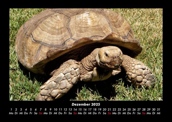 Produktbild: Schildkr&ouml;tenzauber 2025 Fotokalender DIN A3