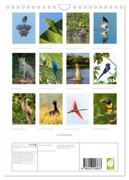 Produktbild: Le Pantanal (Calendrier mural 2026 DIN A4 horizontal), CALVENDO calendrier mensuel