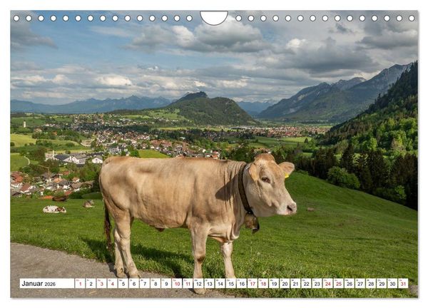 Produktbild: Kuhle Typen (Wandkalender 2026 DIN A4 quer), CALVENDO Monatskalender
