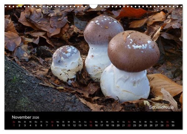 Produktbild: Pilzkalender (Wandkalender 2026 DIN A3 quer), CALVENDO Monatskalender