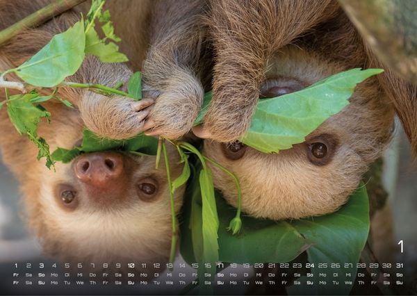Produktbild: Faultiere &ndash; Chill mal! - 2027 - Kalender DIN A3