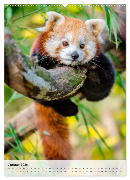 Produktbild: Roter Panda (Wandkalender 2026 DIN A2 hoch), CALVENDO Monatskalender