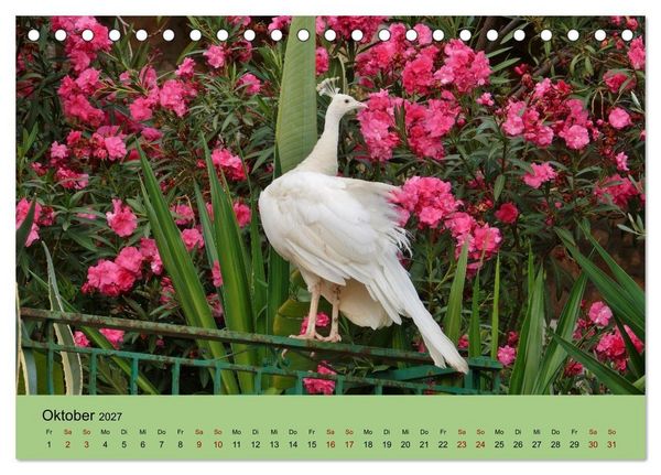 Produktbild: Flamingo und Co - Faszinierende Vogelwelt S&uuml;dfrankreichs (Tischkalender 2027 DIN A5 quer), CALVENDO Monatskalender