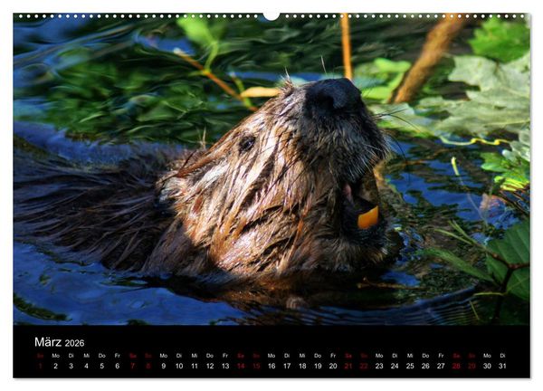Produktbild: Das Leben der Biber (hochwertiger Premium Wandkalender 2026 DIN A2 quer), Kunstdruck in Hochglanz