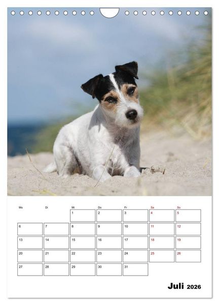 Produktbild: Tender Fellows - Parson Russell Terrier (Wandkalender 2026 DIN A4 hoch), CALVENDO Monatskalender