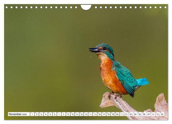 Produktbild: Eisv&ouml;gel (Alcedo atthis) - Edelsteine der Natur (Wandkalender 2026 DIN A4 quer), CALVENDO Monatskalender