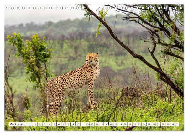 Produktbild: S&uuml;dafrika - Landschaft voller Vielfalt und Sch&ouml;nheit (Wandkalender 2026 DIN A4 quer), CALVENDO Monatskalender