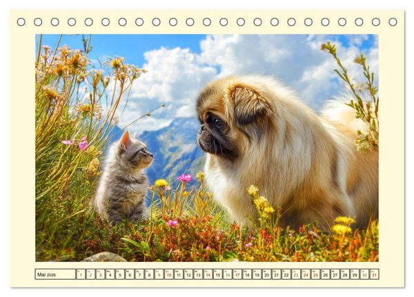 Produktbild: Zauberhafte Pekinesen. Charmante und stolze Hunde zum Verlieben (Tischkalender 2026 DIN A5 quer), CALVENDO Monatskalender
