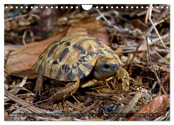 Produktbild: Reptilien auf Madagaskar (Wandkalender 2027 DIN A4 quer), CALVENDO Monatskalender