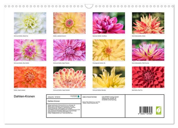 Produktbild: Dahlien-Kronen (Wandkalender 2026 DIN A3 quer), CALVENDO Monatskalender