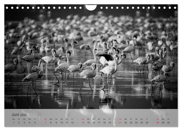Produktbild: Flamingo Impressionen 2026 (Wandkalender 2026 DIN A4 quer), CALVENDO Monatskalender