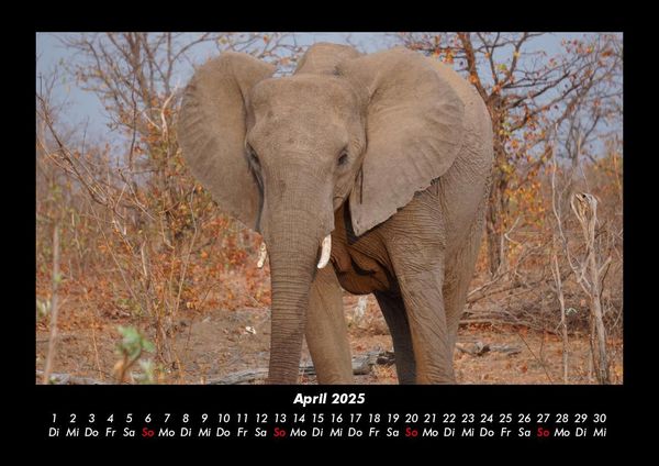 Produktbild: Der Elefantenkalender 2025 Fotokalender DIN A3