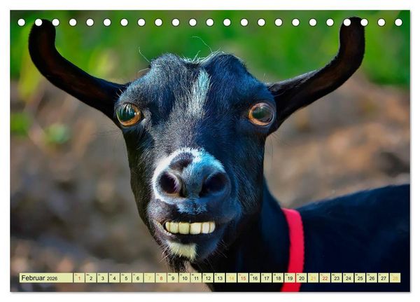 Produktbild: Lustig und verr&uuml;ckt - der ganz andere Tierkalender (Tischkalender 2026 DIN A5 quer), CALVENDO Monatskalender