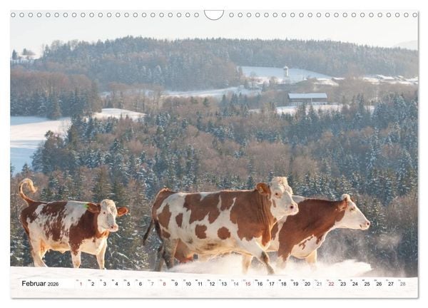 Produktbild: Alpenfleckvieh (Wandkalender 2026 DIN A3 quer), CALVENDO Monatskalender