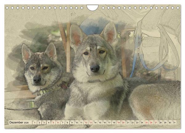 Produktbild: Schlittenhunde 2026 (Wandkalender 2026 DIN A4 quer), CALVENDO Monatskalender