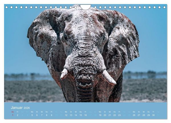 Produktbild: Wildes Leben - Ein Streifzug auf Zehenspitzen (Wandkalender 2026 DIN A4 quer), CALVENDO Monatskalender