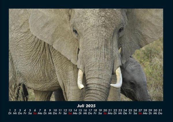 Produktbild: Elefanten - Die sanften Riesen Afrikas 2025 Fotokalender DIN A4