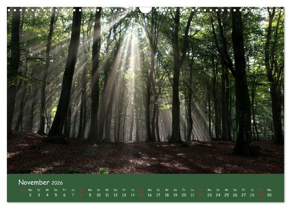 Produktbild: Lichter im Wald (Wandkalender 2026 DIN A3 quer), CALVENDO Monatskalender