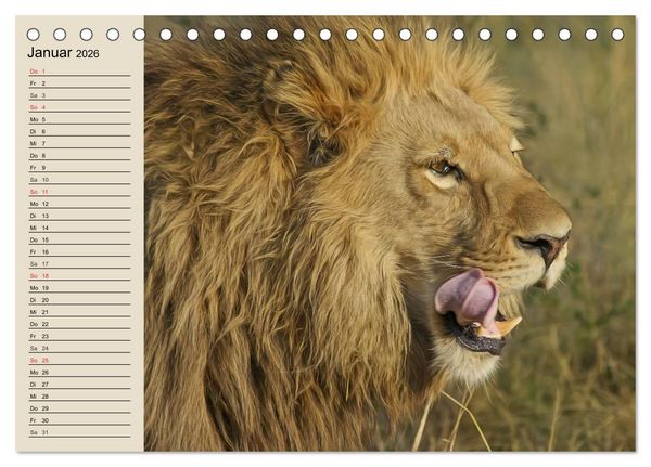 Produktbild: L&ouml;wen. Majest&auml;tische Kraft (Tischkalender 2026 DIN A5 quer), CALVENDO Monatskalender