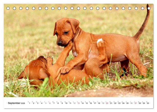 Produktbild: Rhodesian Ridgeback Welpen (Tischkalender 2026 DIN A5 quer), CALVENDO Monatskalender